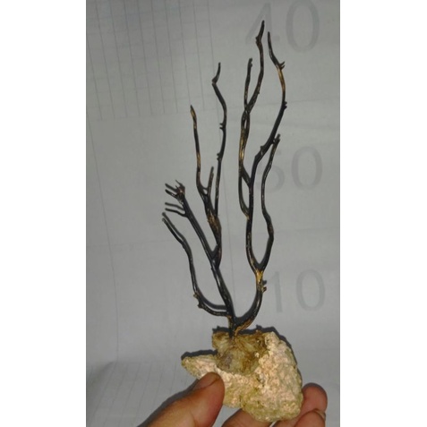 akar bahar bonggol