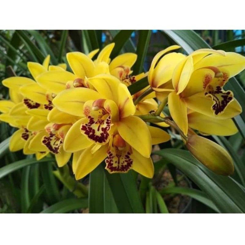 Anggrek Cymbidium Golden Boy - Bunga Anggrek Cymbidium- Bunga hidup- Tanaman Hias hidup Anggrek Cymb