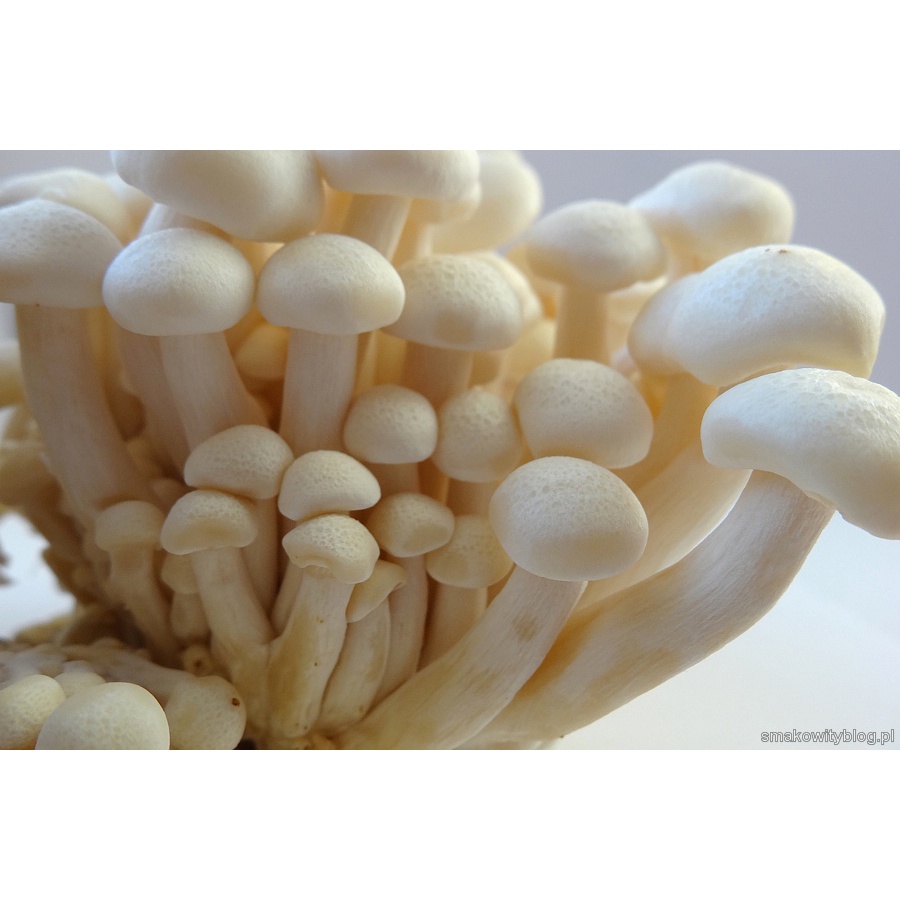 Jual Jamur Shimeji Putih Bunapi White Shimeji Mushroom 1 dus 40 pack (HANYA TAHAN 1 HARI DI LUAR