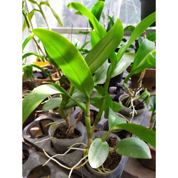 Anggrek Dendrobium King Dragon