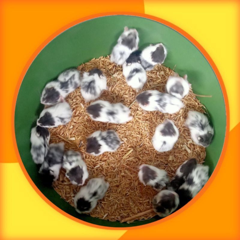 HAMSTER CAMPBELL PANDA