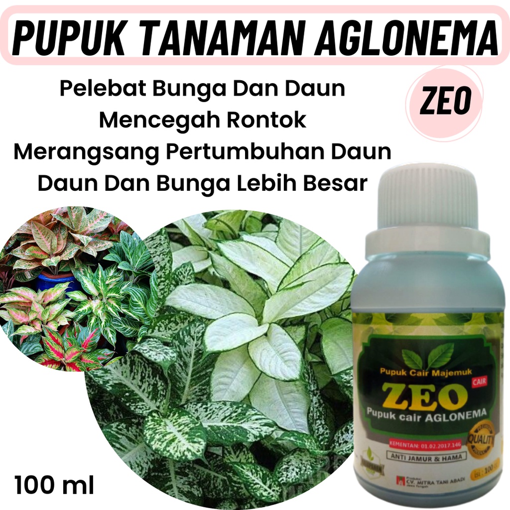 Pupuk Aglonema Penumbuh Tunas, Pupuk Cair Untuk Daun Aglonema, Pupuk Penyubur Daun Tanaman Aglonema