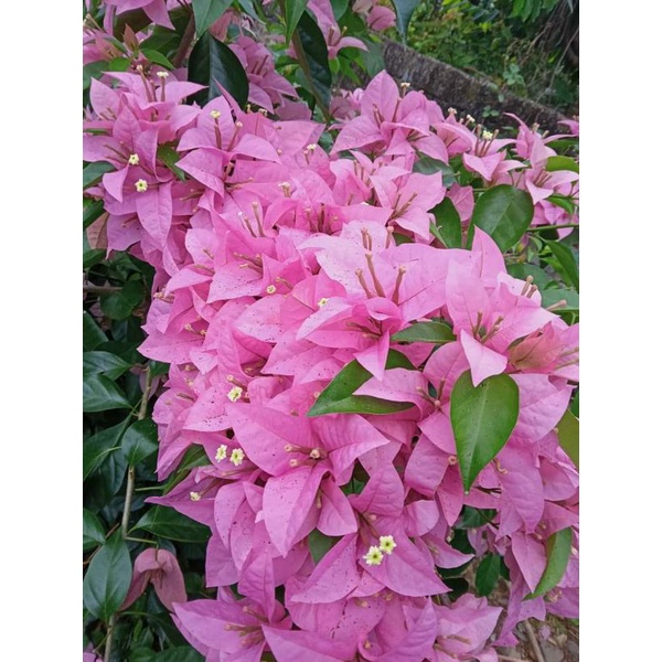 bunga Bougenville ungu bangkok