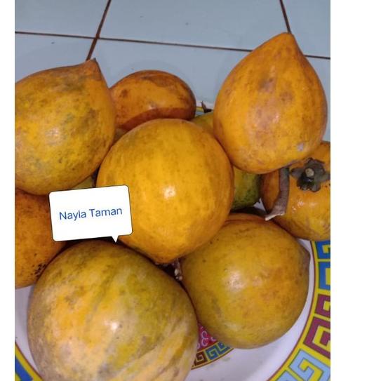 

[Buruan Beli]500g Sawo mentega-buah alkesa sawo mentega