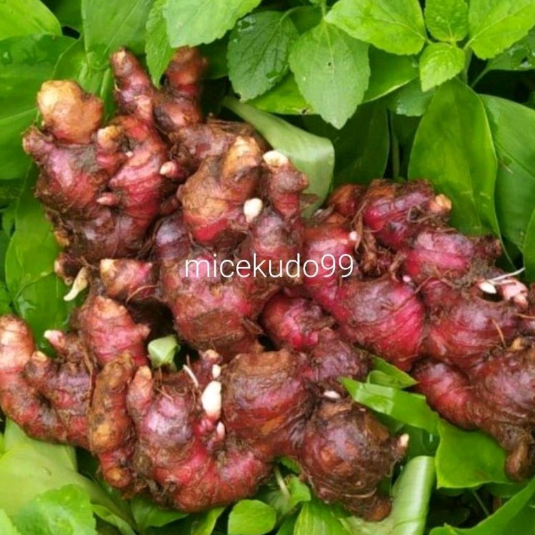 

JAHE MERAH SEGAR 200GR / FRESH RED GINGER