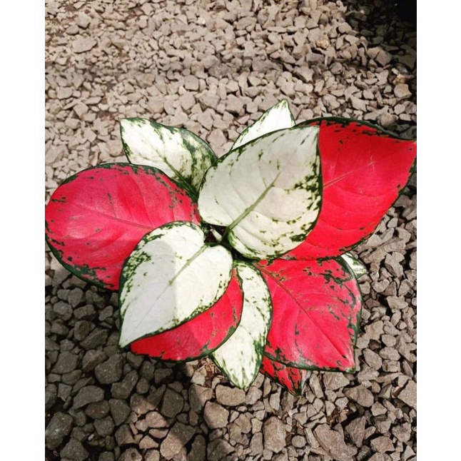 aglonema merah putih