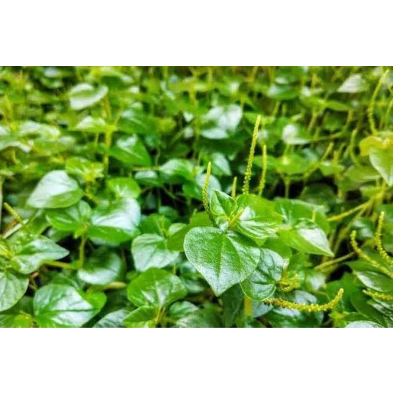 Termurah Ketumpang Air 1kg Daun Sirih Cina Daun Ketumpang Air