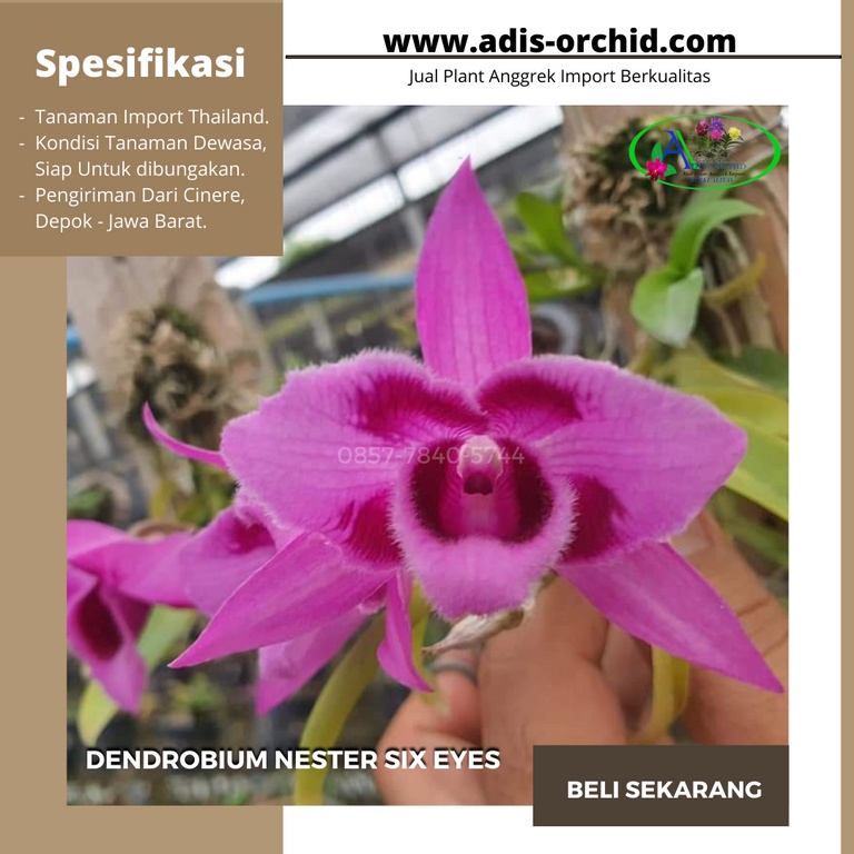Anggrek Dendrobium Nester Six Eyes