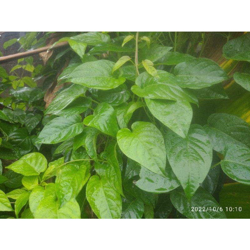 

Daun sembukan / gembrot