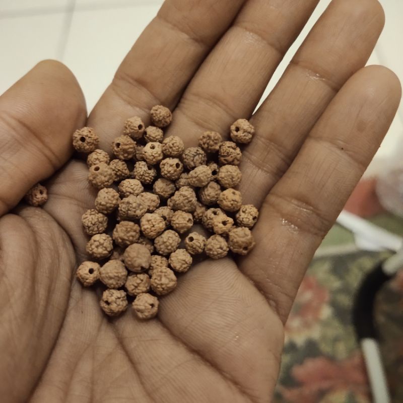 110 butir jenitri rudraksha kecil