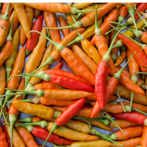 

Cabe Rawit Organik 500gram