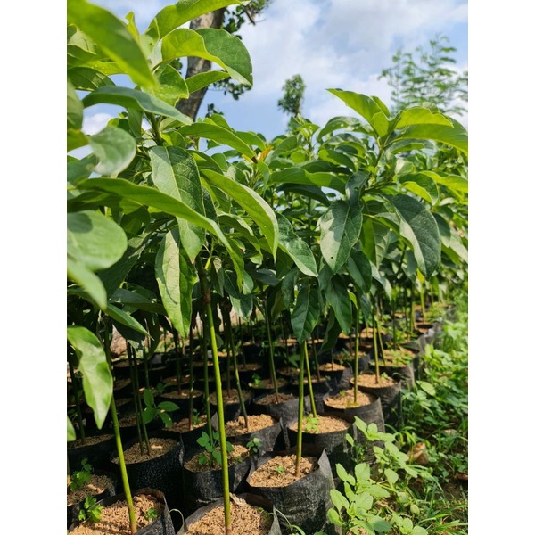 pohon alpukat kendil Batang Besar siap berbuah