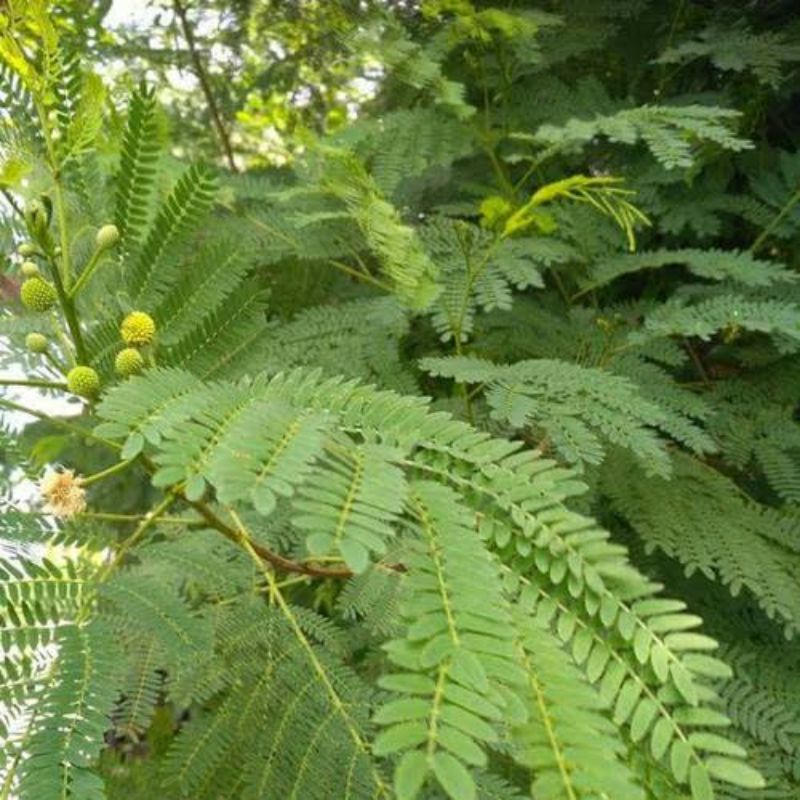 

Daun Petai Cina Pete Cina Petai Selong 500gram