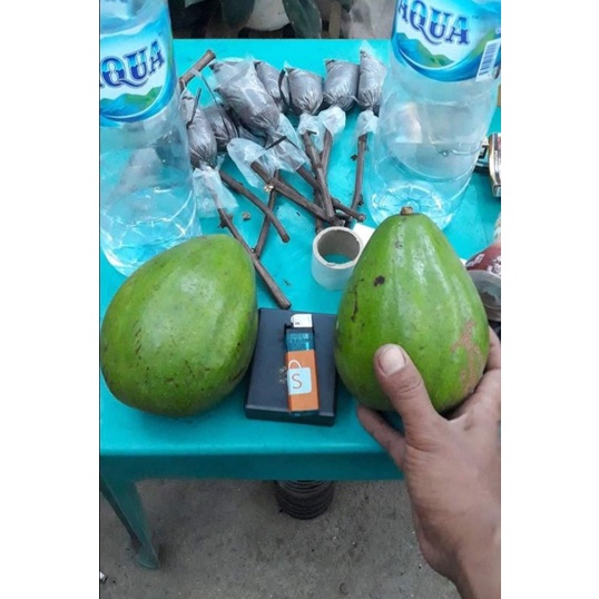 alpukat aligator okulasi