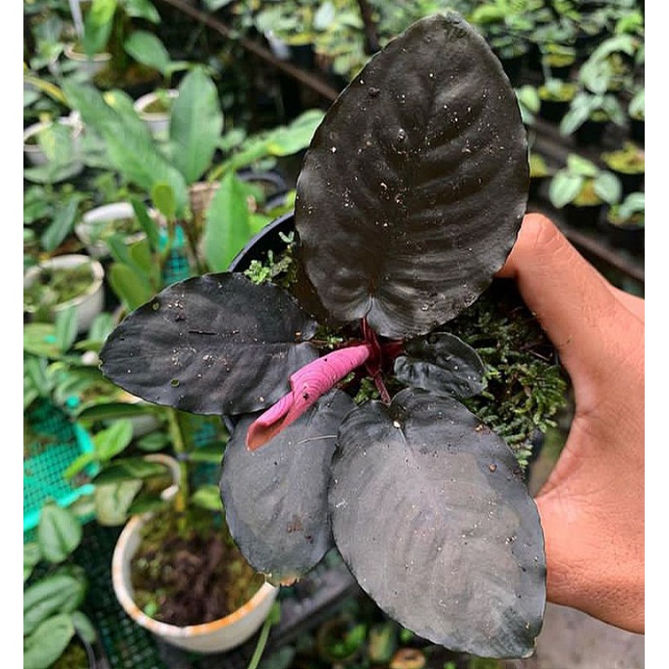 sisma black metalica