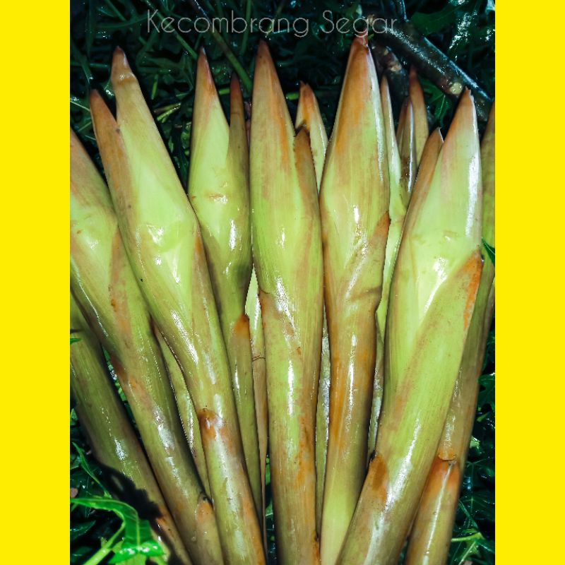 

KECOMBRANG FRESH SEGAR PER PCS