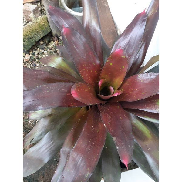 pohon bromelia jayen jumbo merah