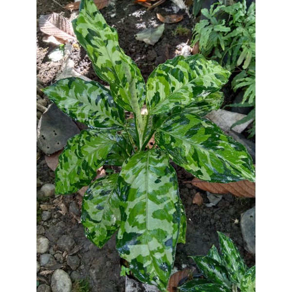 

pictum tricolor