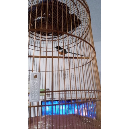 murai batu medan trotol jantan ring APBN+ BRN + Sertifikat