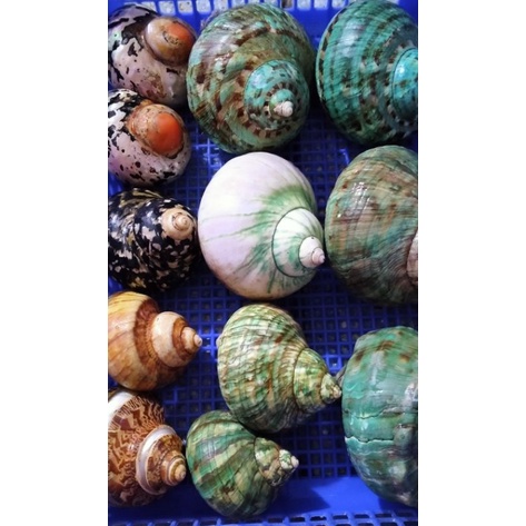 Promo borongan cangkang kelomang umang shell hermit crab sarmaticus pica imperial marmoratus pethola