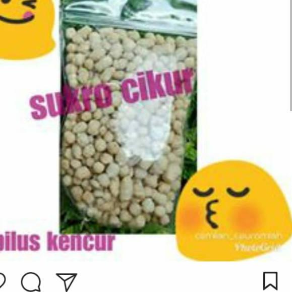 

Direkomendasikan--Sukro cikur 1 kg