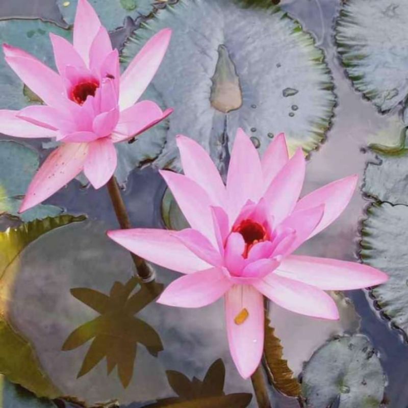 Bibit bunga teratai bunga air