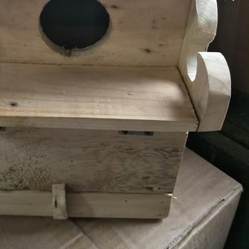 glodokan kotak albasia lovebird/glodokan lovebird/glodok lovebird