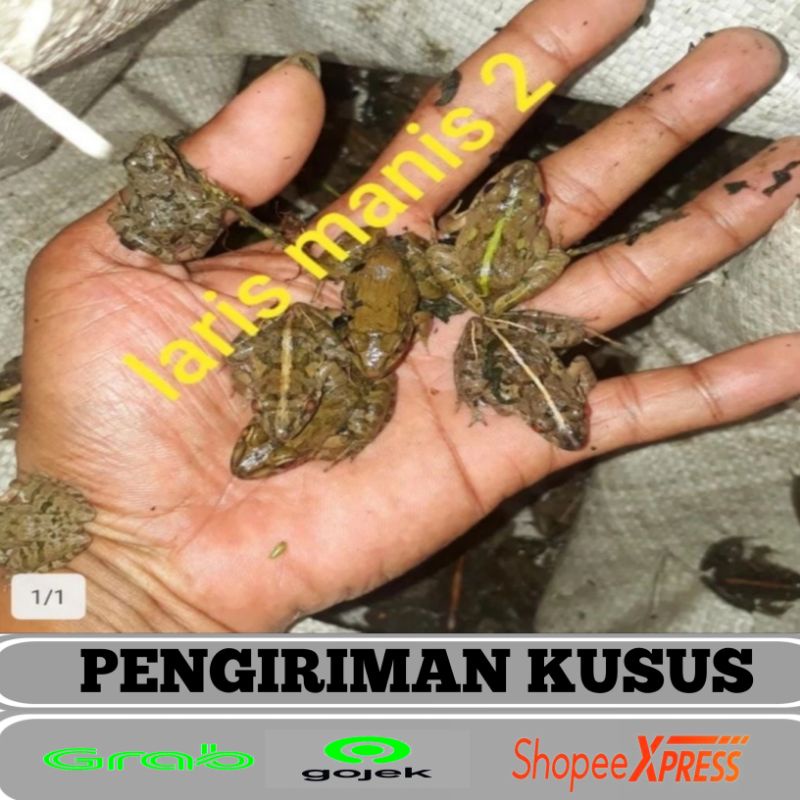 kodok sawah pakan ikan isi 100ekor