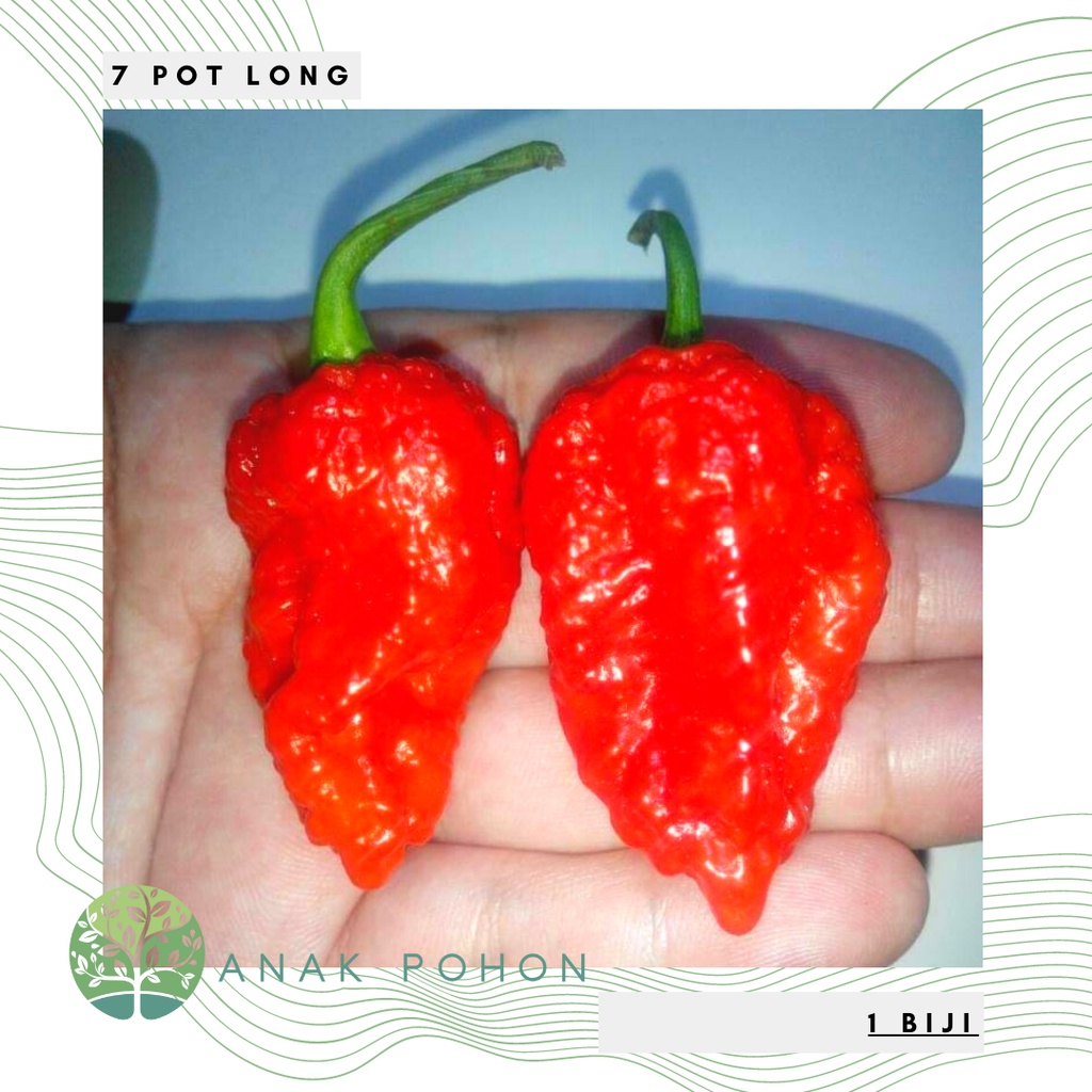 Benih Bibit Biji - Cabai 7 Seven Pot Long LG Cabe Super Pedas Pepper Seeds