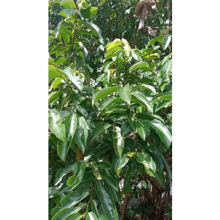 

100lembar daun sersak segar
