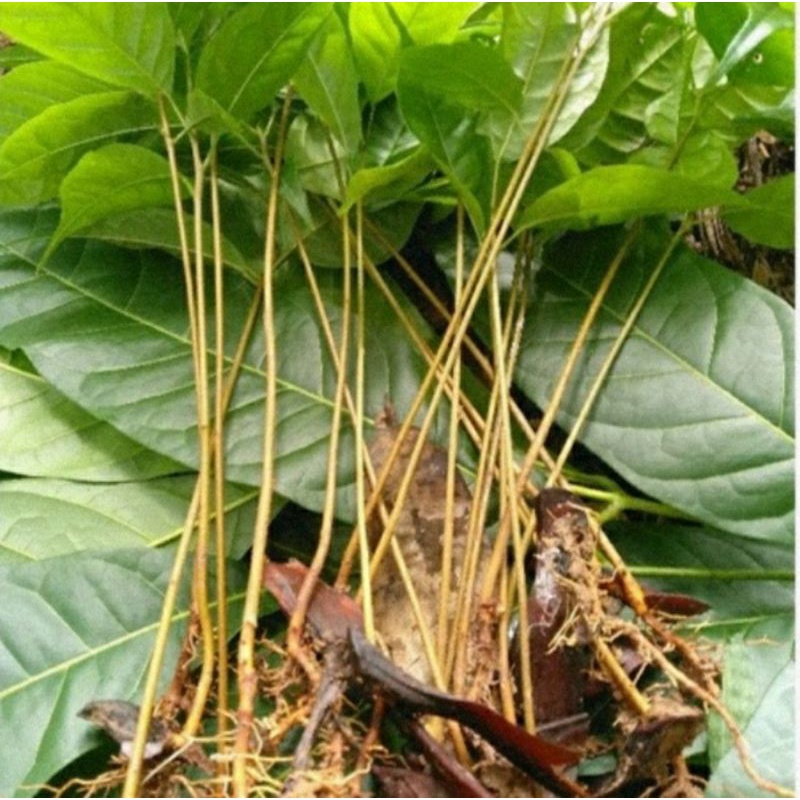 50 Bibit Mahoni Cabutan / Bibit Kayu Mahoni / Bibit Pohon Mahoni