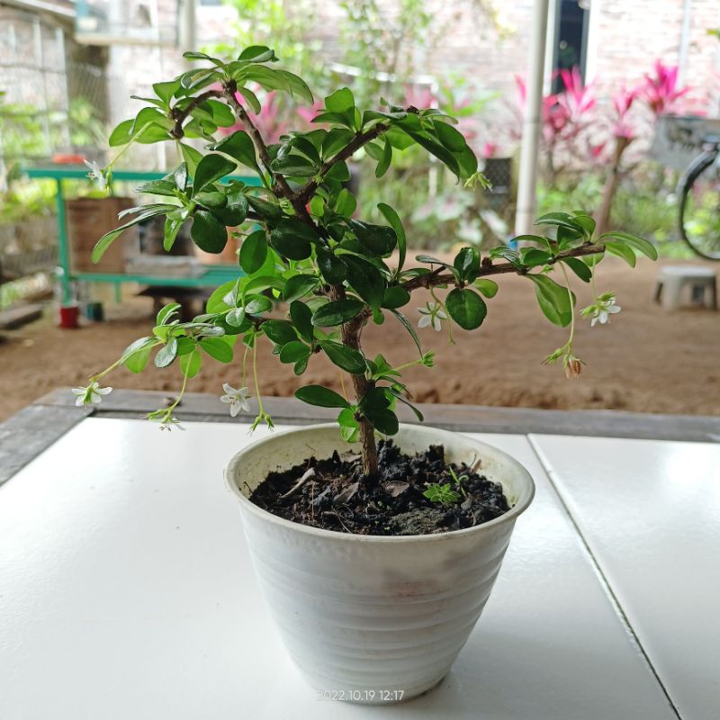 Bahan Hokiantea sudah di pot