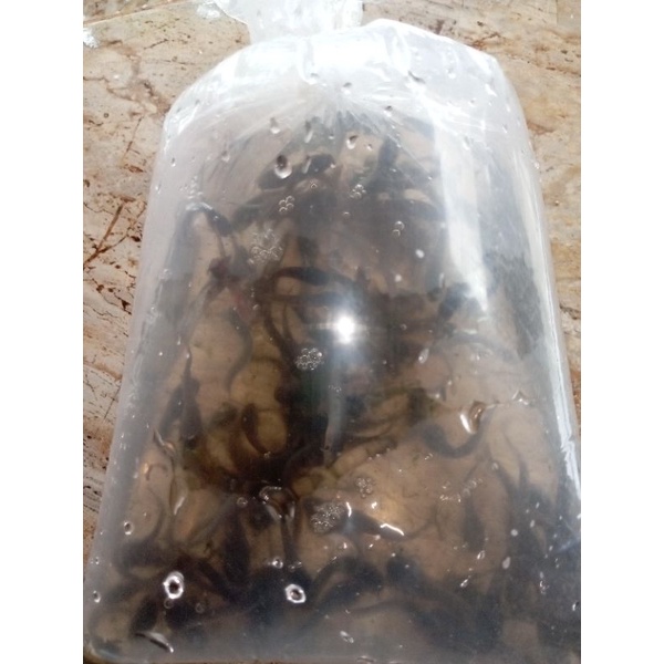 Bibit lele size 4-5cm