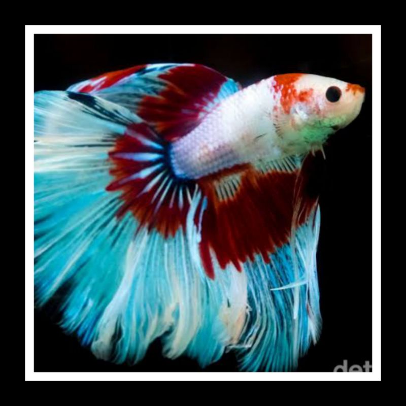 HALFMOON FANCY SZ S+ M