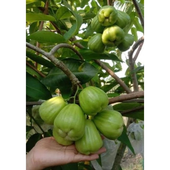 Jual Bibit Tanaman Jambu Air Cincalo Tebu Super Manis Hasil Okulasi