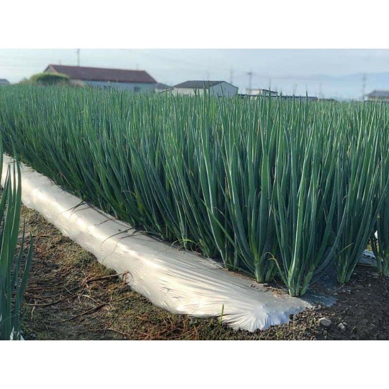 (100 Biji) Benih bawang daun Fragrant F1 Repack Original