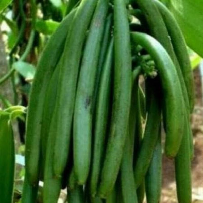 

vanili basah