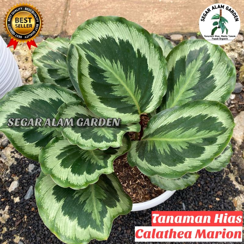 Tanaman Hias Calathea Marion ASLI - Calathea Marion ORIGINAL