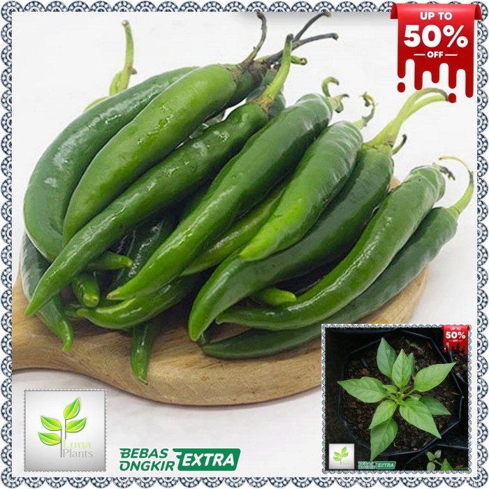 bibit tanaman cabai hijau besar - bibit cabe hijau besar