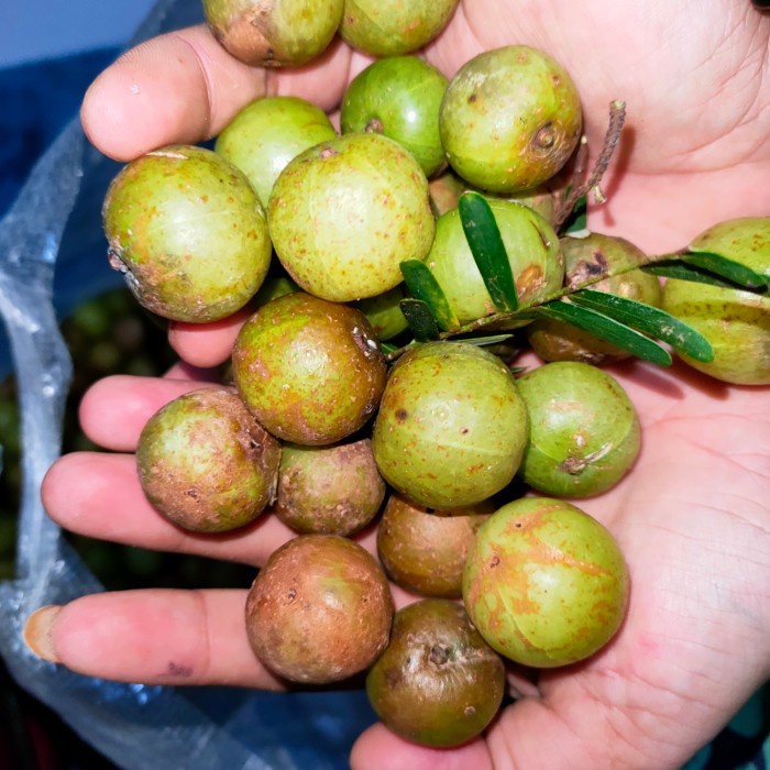 

Buah Malaka Segar 1kg Buah Amla Gooseberry Promo Termurah Terbatas