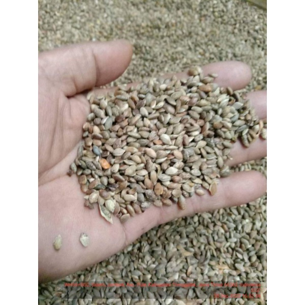 biji pohon pinus merkusi / pinus merkusi / pohon pinus