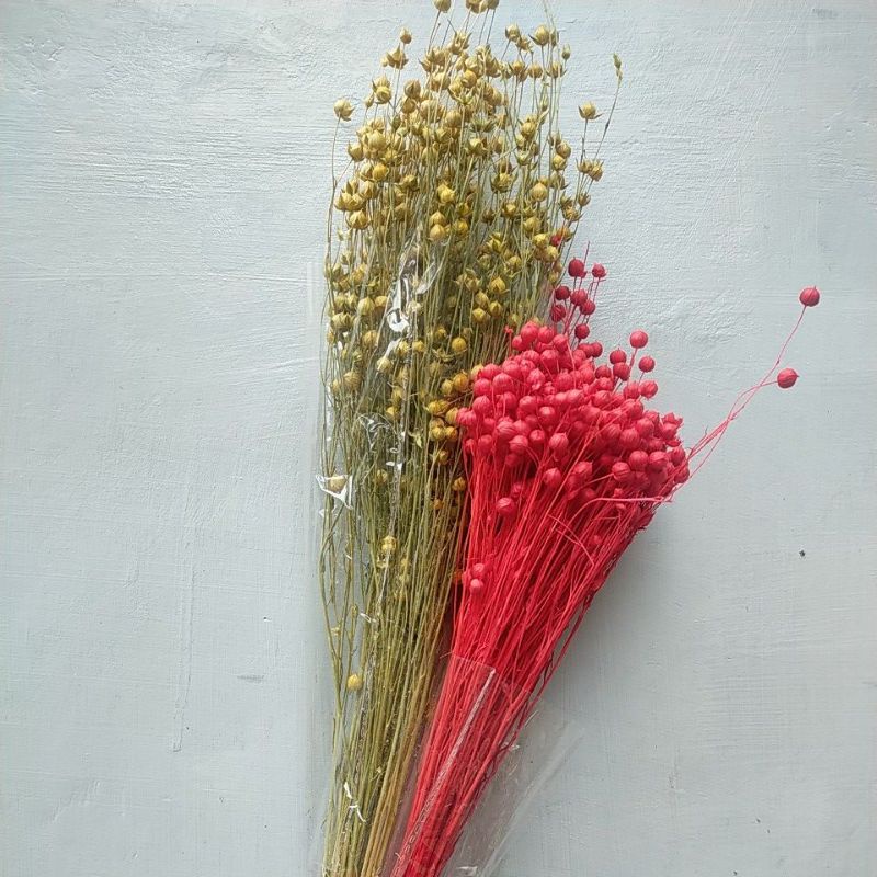 ECER dried flower lino /bunga kering / coriander / dried flowers