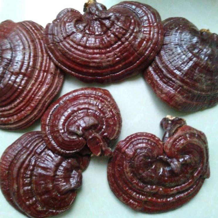 

✨Promo✨ Hari Ini Jamur lingzhi 200gr - Jamur Ling zhi Asli 