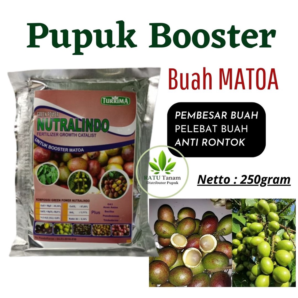 Pupuk Booster Multiguna Untuk Buah Matoa, Pupuk Booster MATOA Pelebat Tunas Buah, Pupuk Pohon Matoa