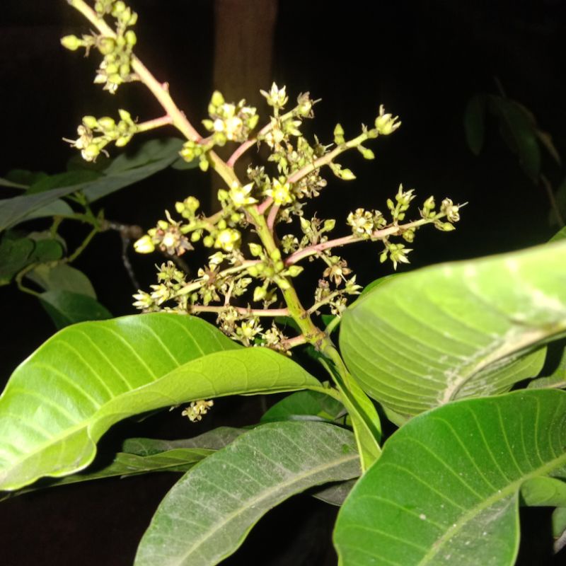 Bibit Mangga Chokanan Kondisi Berbunga