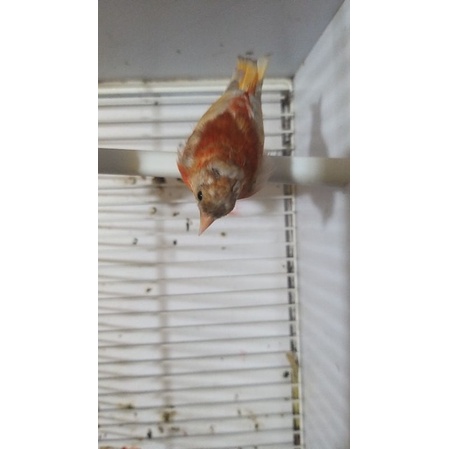 RedSiskin doble dilutee