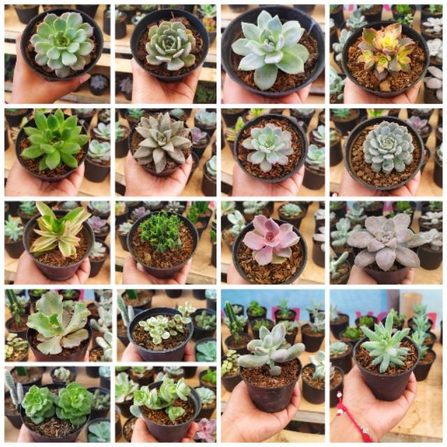 Paket Benih Bibit Tanaman Hias Sekulen Mini Kaktus Succulens Kecil Dekorasi Hiasan Taman Tanaman Can