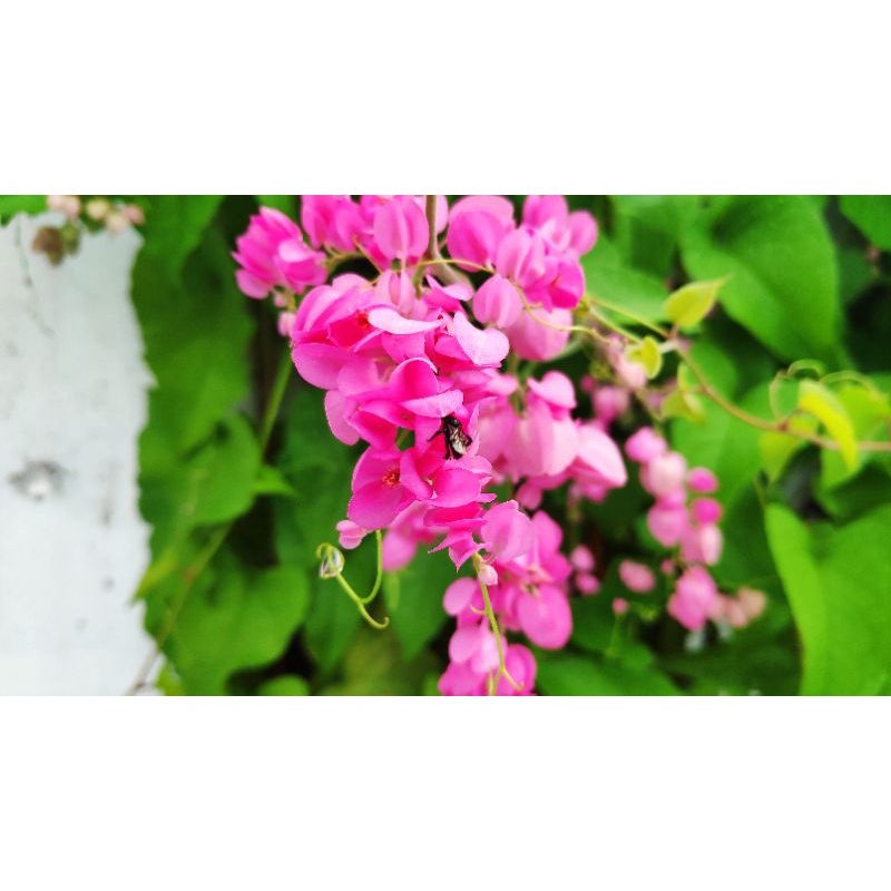 biji bunga air mata pengantin (AMP)