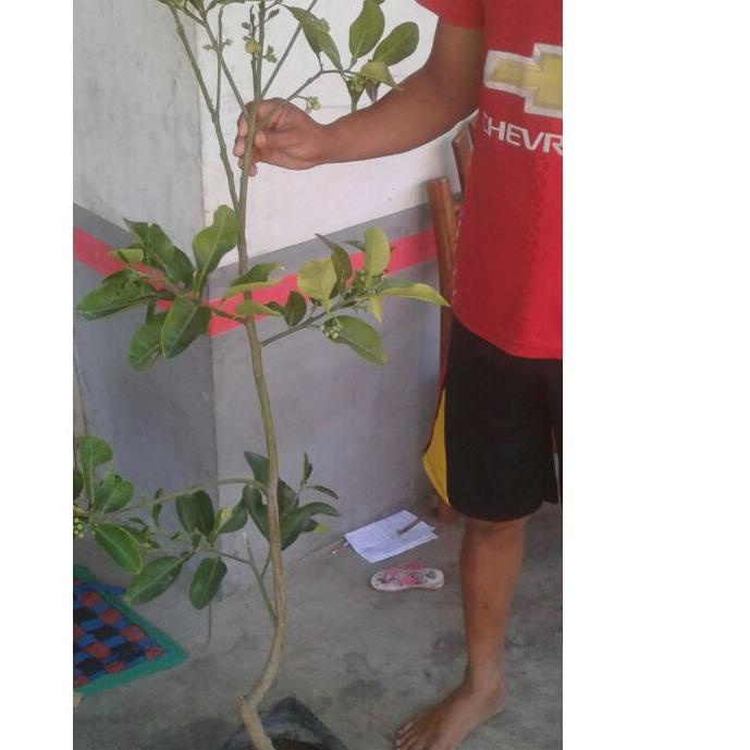 

limited STOCK!pamelo|RA4