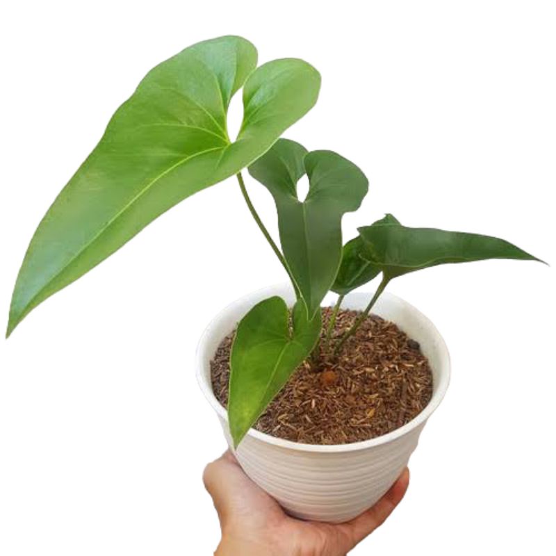 anthurium corong bibit